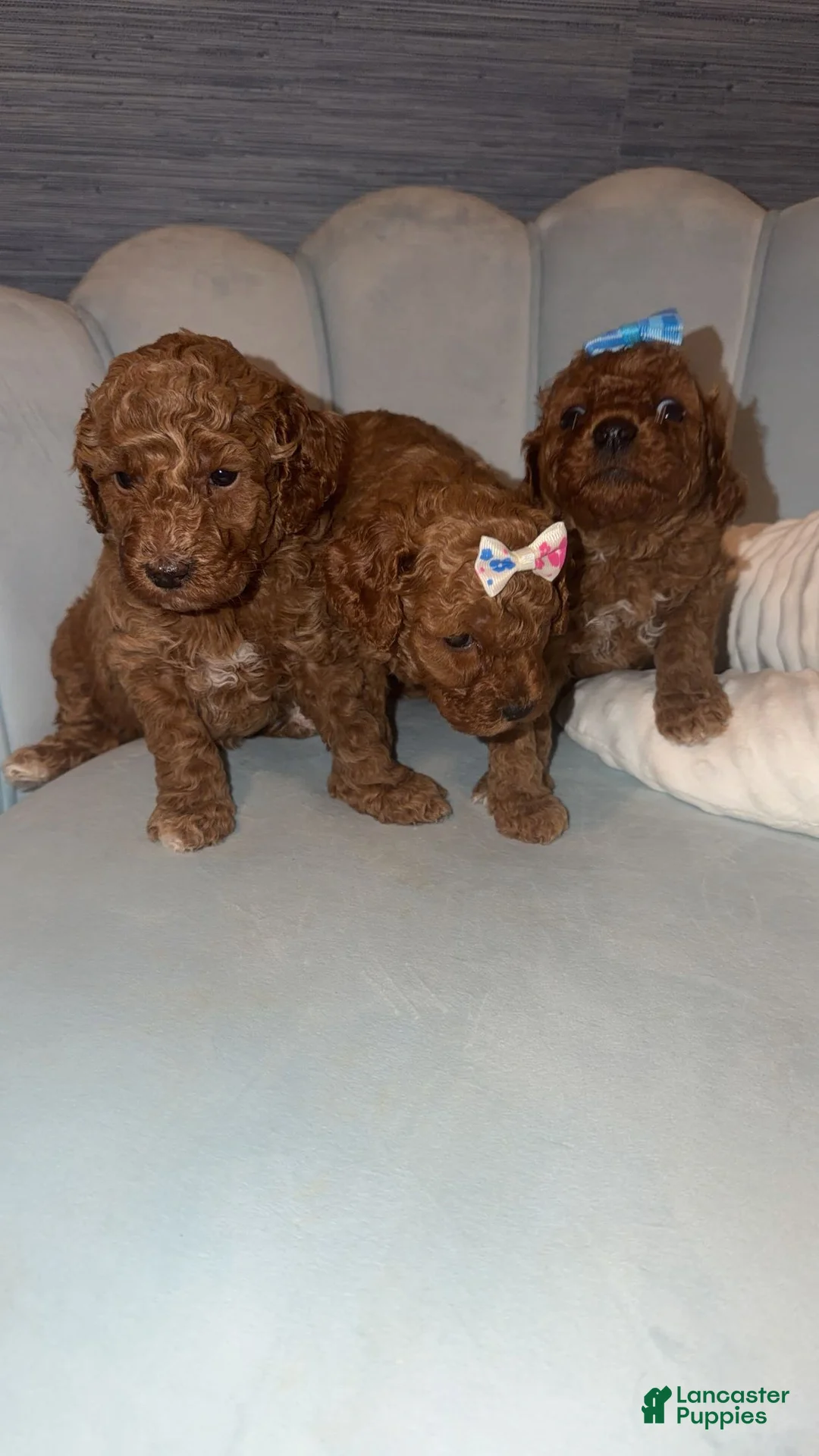 Mini Goldendoodle dogs for sale: Mini Goldendoodle Puppy 5 - Ad 2