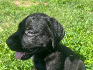 Labrador Retriever dogs Labrador Retriever Puppy 6 - Ad 33