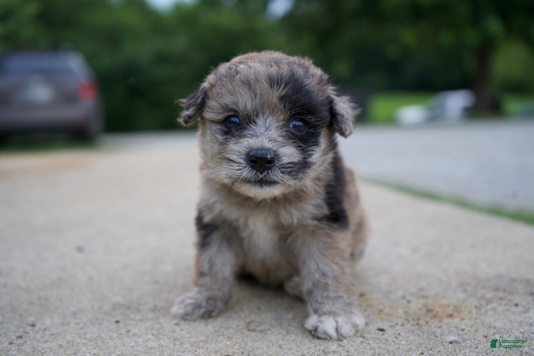 Mixed Breed dogs Dixie - Ad 19