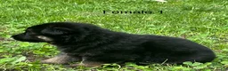 German Shepherd dogs for sale: German Shepherd 7 - Ad 6