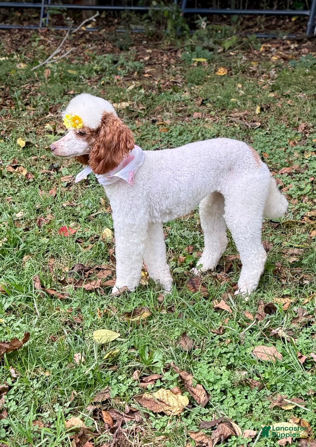 Miniature Poodle dogs for sale: Tater - Ad 6