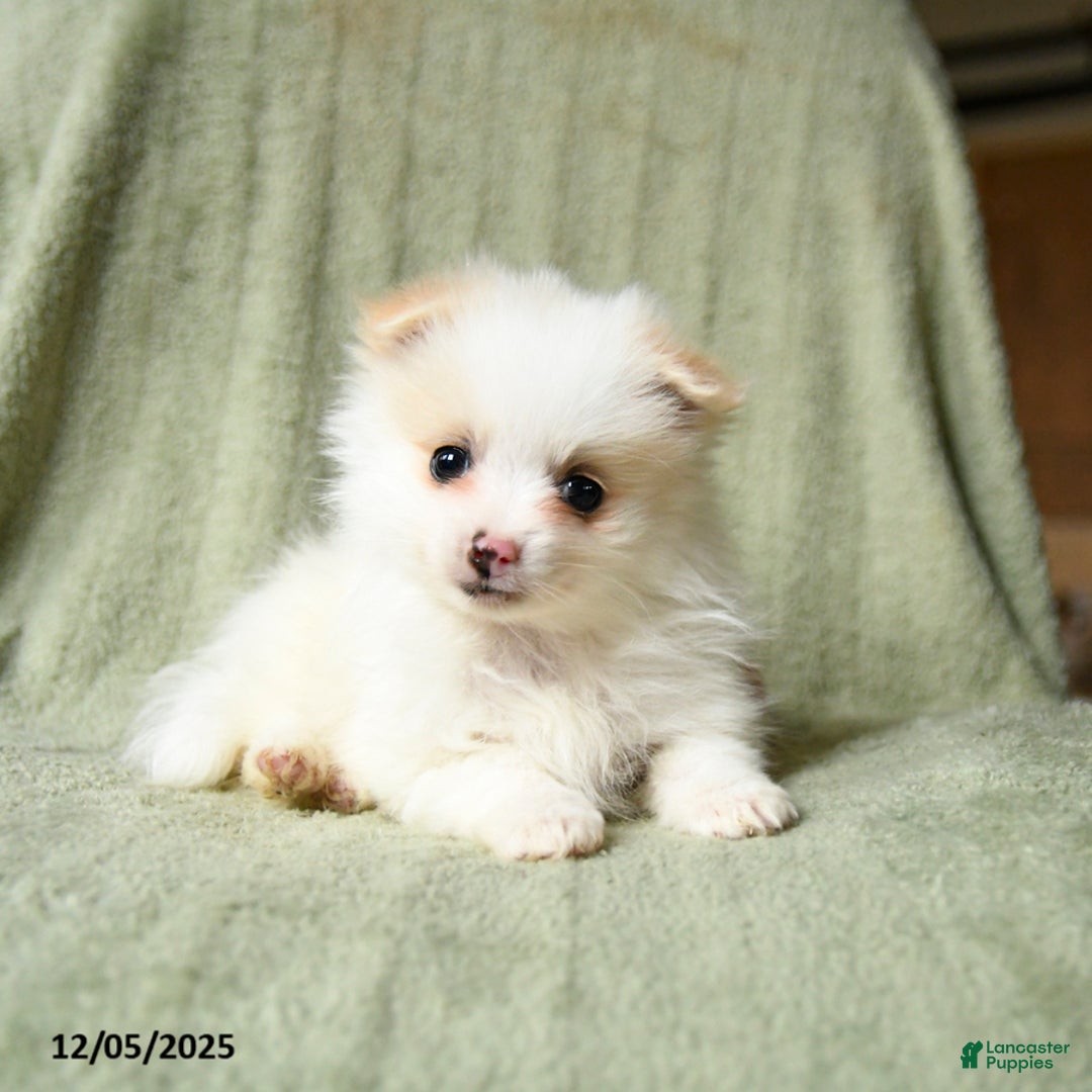 Pomeranian dogs for sale: Snow  - Ad 2