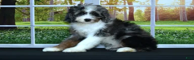 Benji Bernedoodle 1 