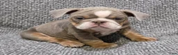 English Bulldog dogs for sale: Speedie - Ad 2