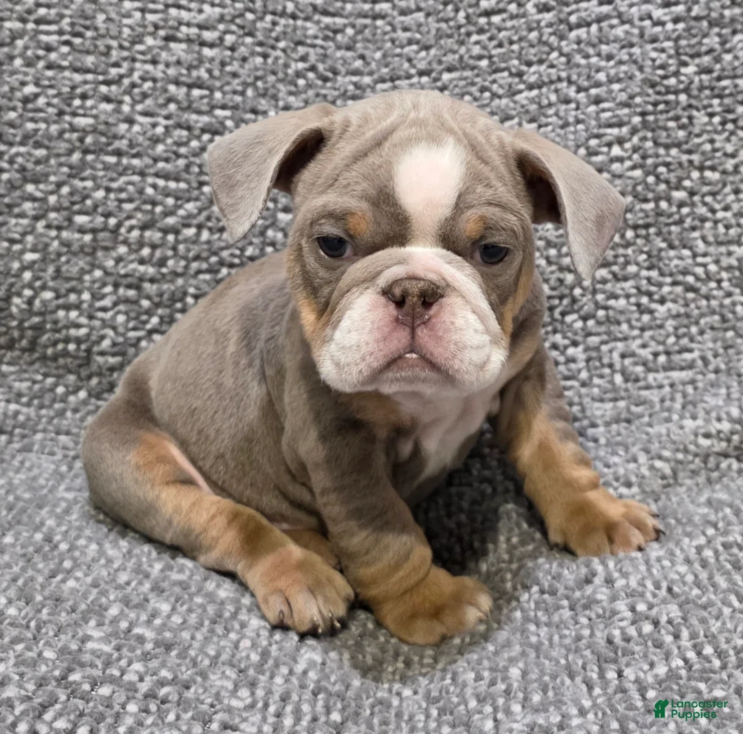English Bulldog dogs for sale: Speedie - Ad 2