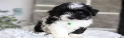 Maltipoo dogs for sale: Rocco  - Ad 4