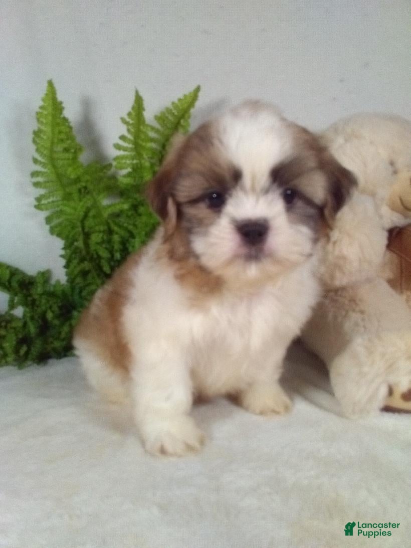 Shih Tzu dogs Myles - Ad 2