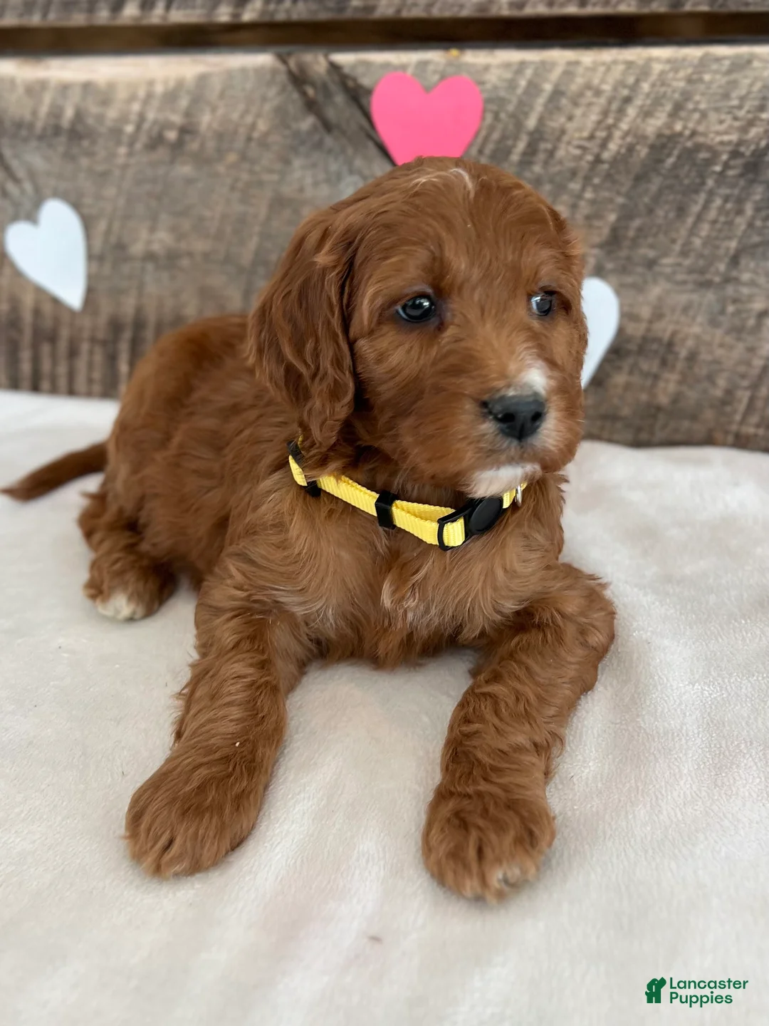 Irish Doodle dogs for sale: Daisy - Ad 6