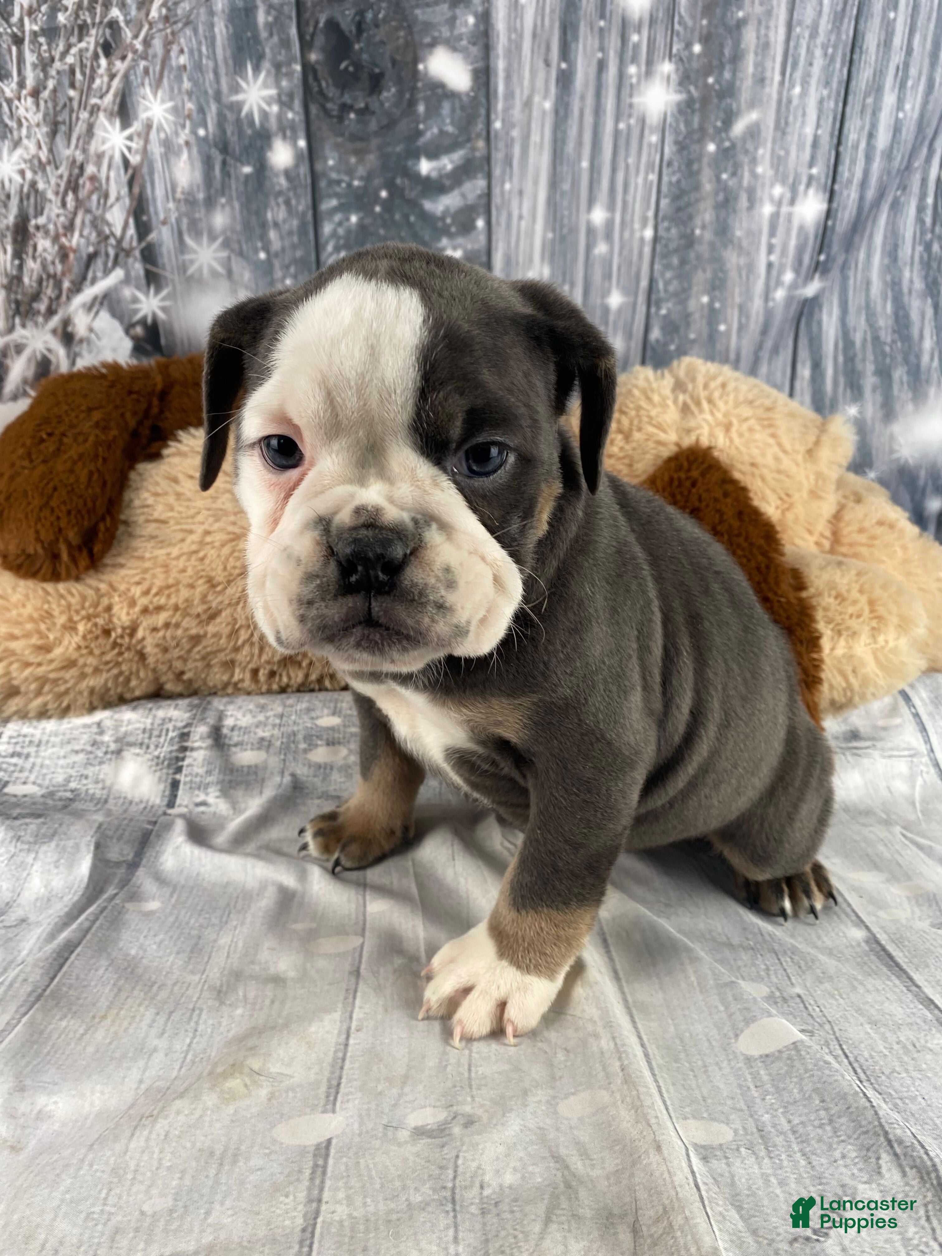English Bulldog dogs Hazel - Ad 2