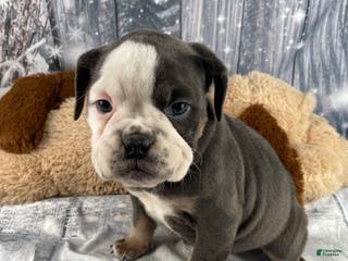 English Bulldog dogs Hazel - Ad 2