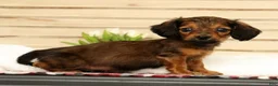 Miniature Dachshund dogs for sale: Teddy - Ad 6