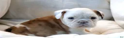 English Bulldog dogs for sale: Michi - Ad 4