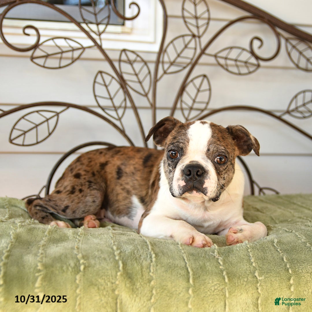 Boston Terrier dogs for sale: Dash - Ad 3