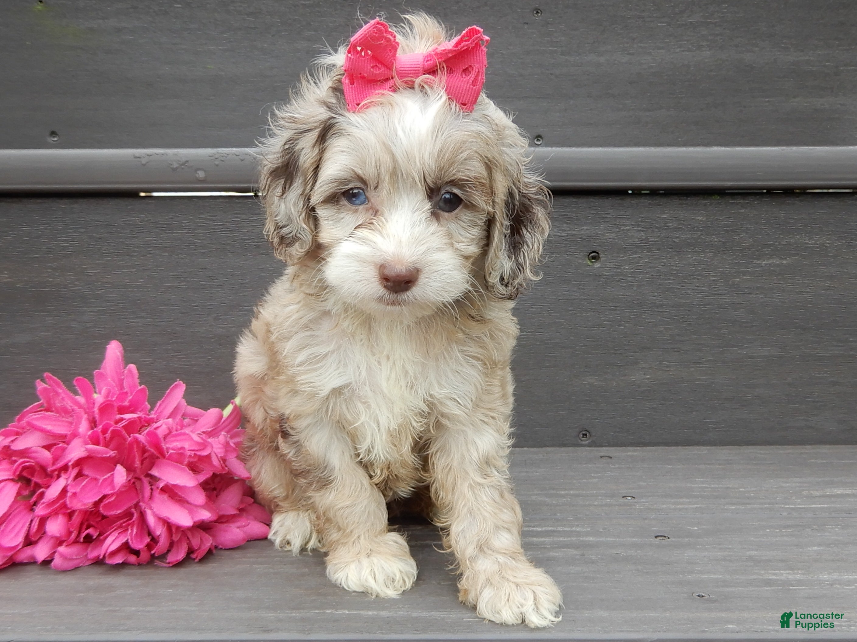 Cockapoo dogs for sale: Jane - Ad 1