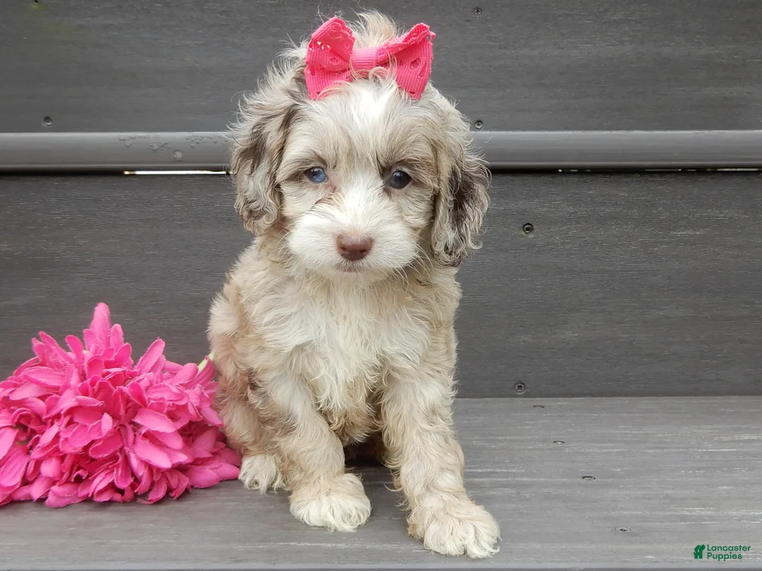 Cockapoo dogs for sale: Jane - Ad 1