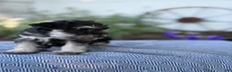 Miniature Schnauzer dogs for sale: Trixy - Ad 5