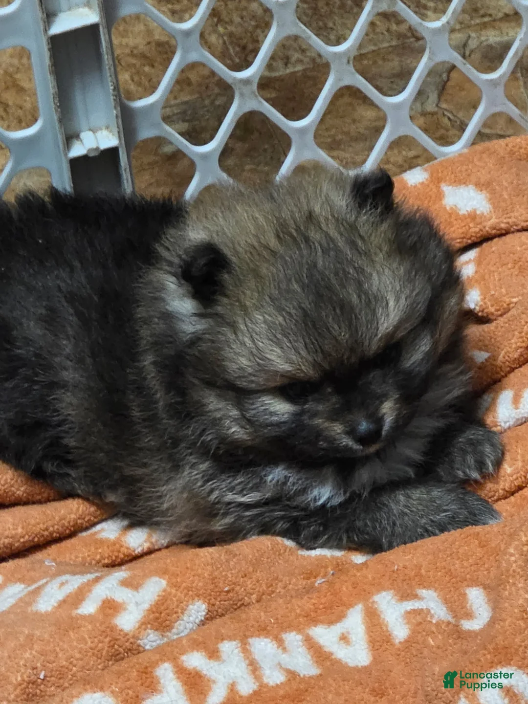 Pomeranian dogs for sale: Akc dolly  - Ad 2
