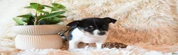Chihuahua dogs for sale: Daisy - Ad 2
