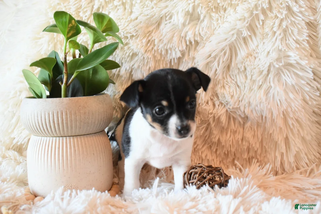 Chihuahua dogs for sale: Daisy - Ad 2