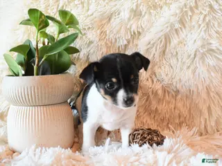 Chihuahua dogs Daisy - Ad 21