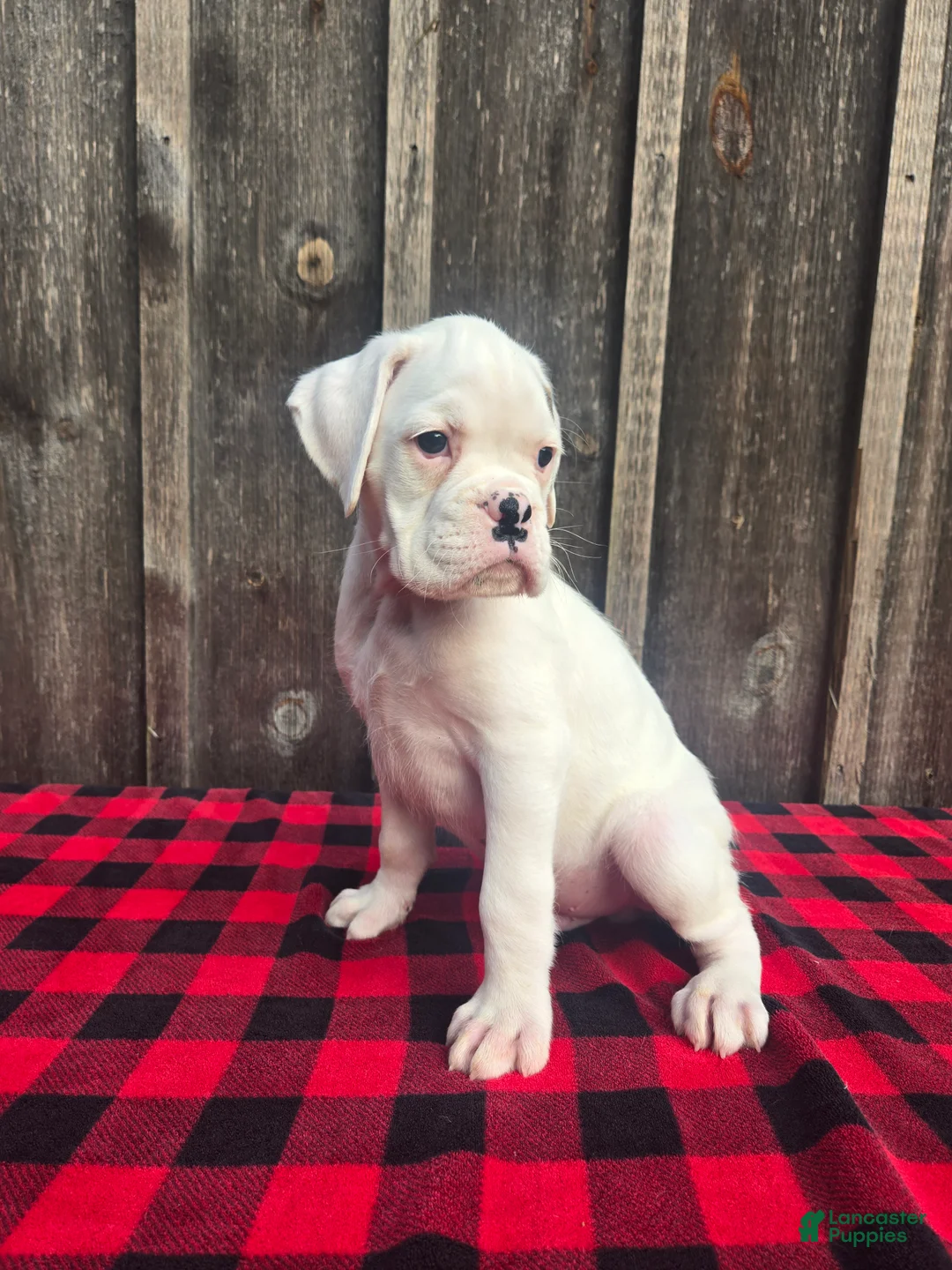 Boxer dogs for sale: Deacon - Ad 2