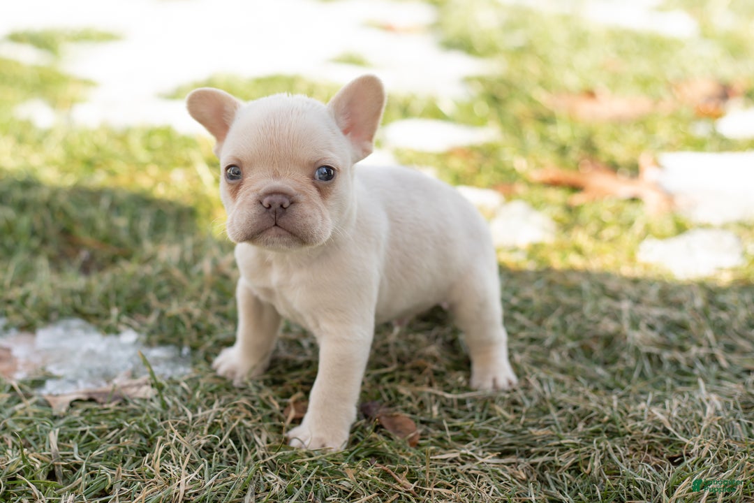 French Bulldog dogs for sale: Daryl - Ad 1