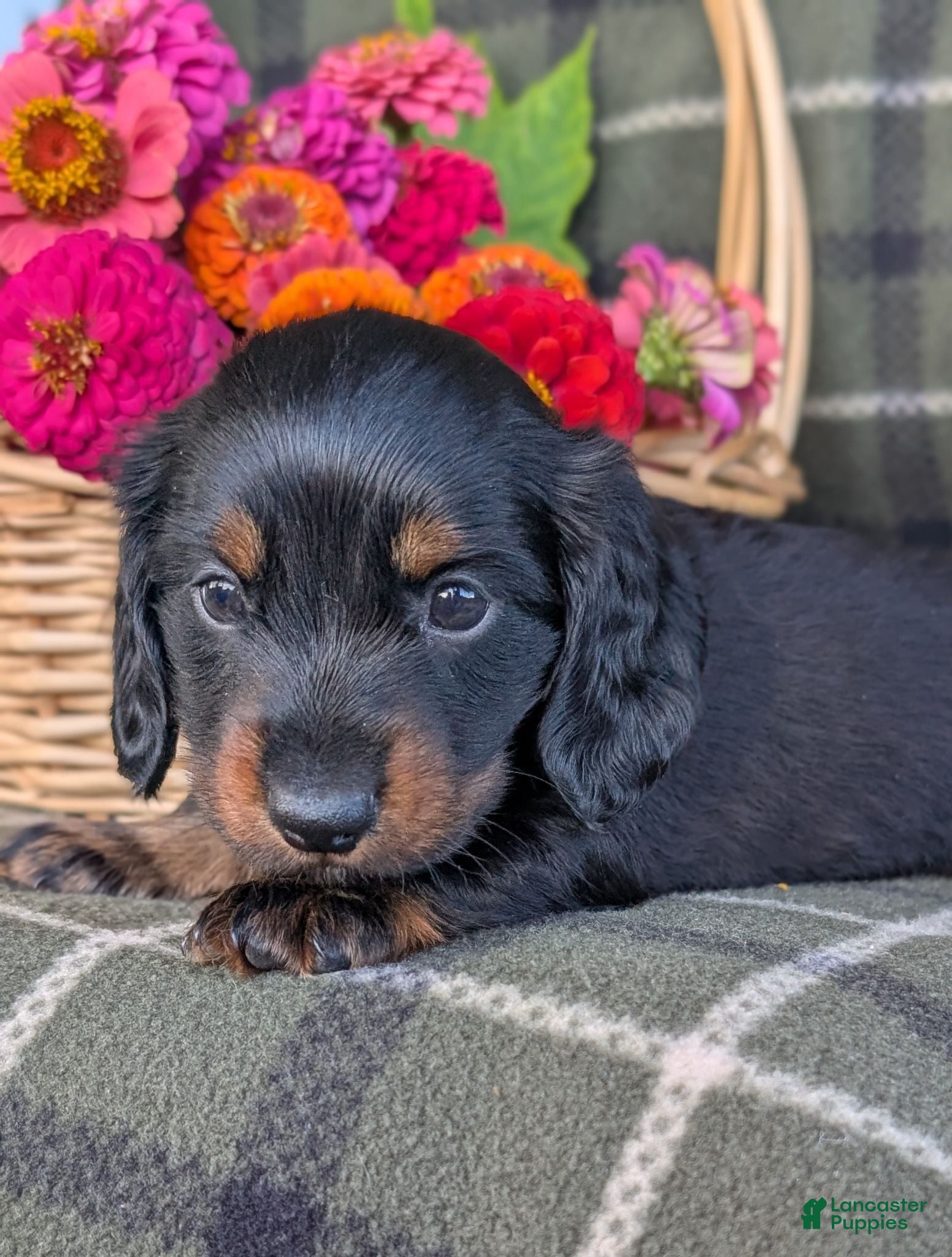 Dachshund dogs Travis  - Ad 2