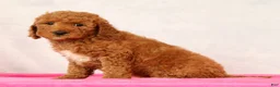 Mini Goldendoodle dogs for sale: Opal - Ad 3