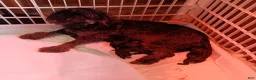 Mixed Breed dogs for sale: Mixed Breed 4 - Ad 2