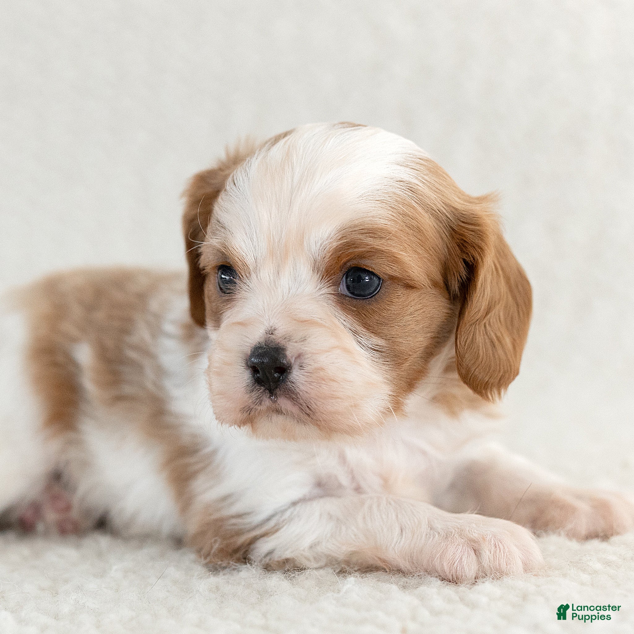 Cavalier King Charles Spaniel dogs for sale: Snickers Cavalier King Charles Spaniel  - Ad 1