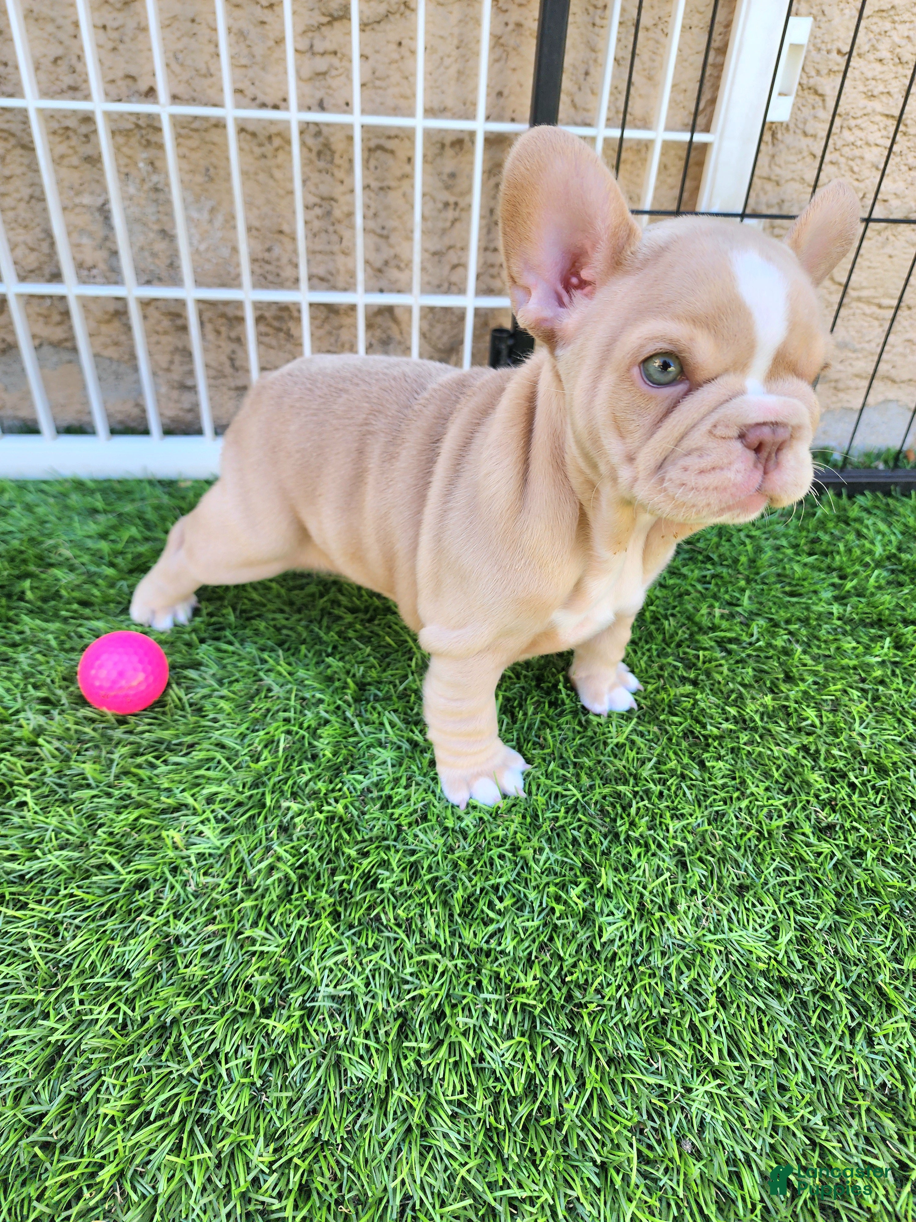 French Bulldog dogs Izzy - Ad 1