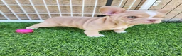 French Bulldog dogs for sale: Izzy - Ad 1