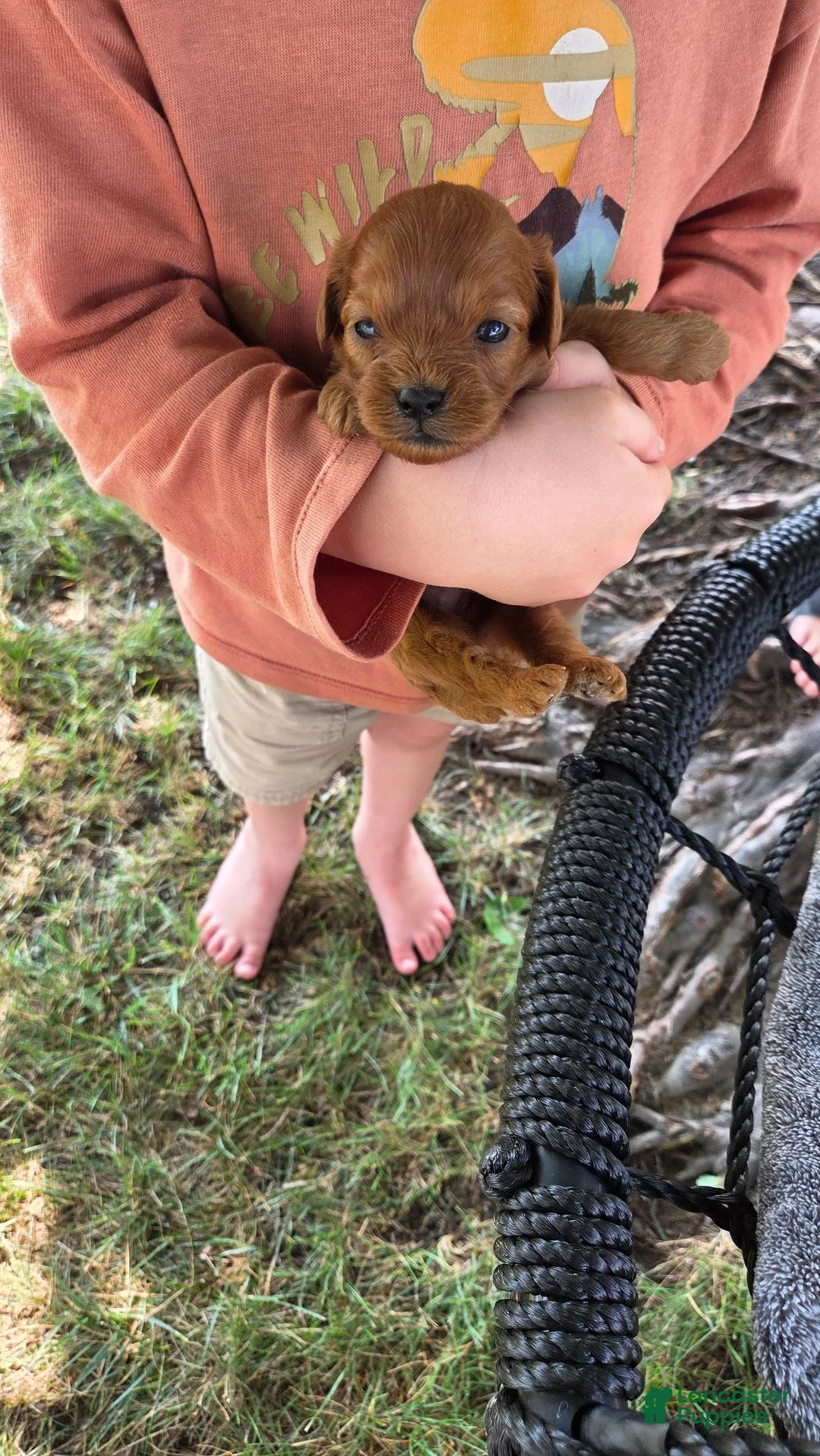 Cavapoo dogs for sale: Felicity - Ad 2