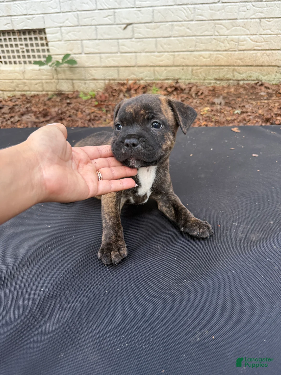 Staffordshire Bull Terrier dogs for sale: Staffordshire Bull Terrier 3 - Ad 2