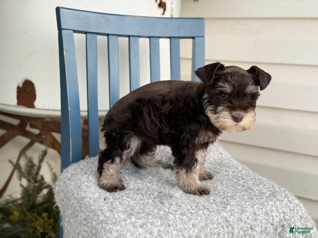 Miniature Schnauzer dogs for sale: Duchess - Ad 6