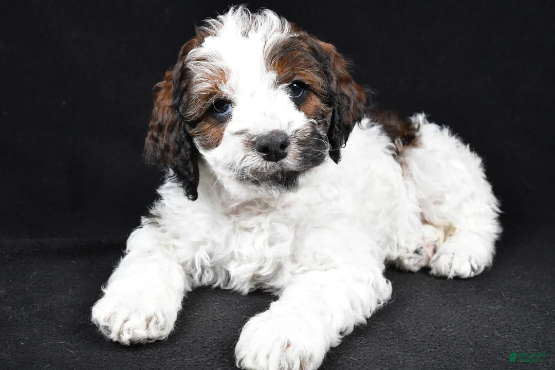 Cockapoo dogs for sale: Denver - Ad 5