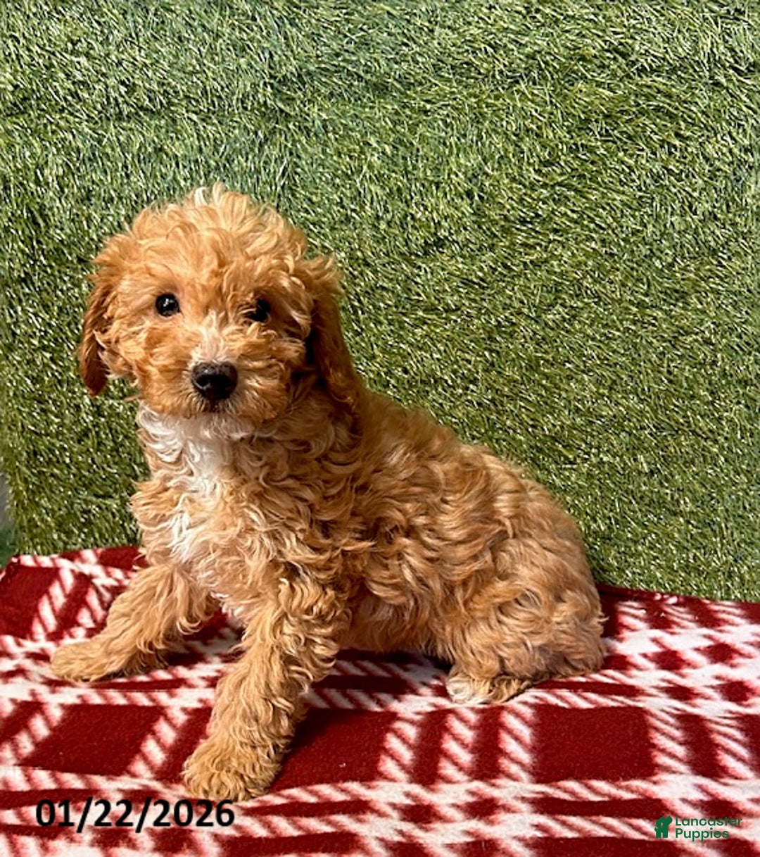 Cavapoo dogs for sale: Cooper - Ad 3