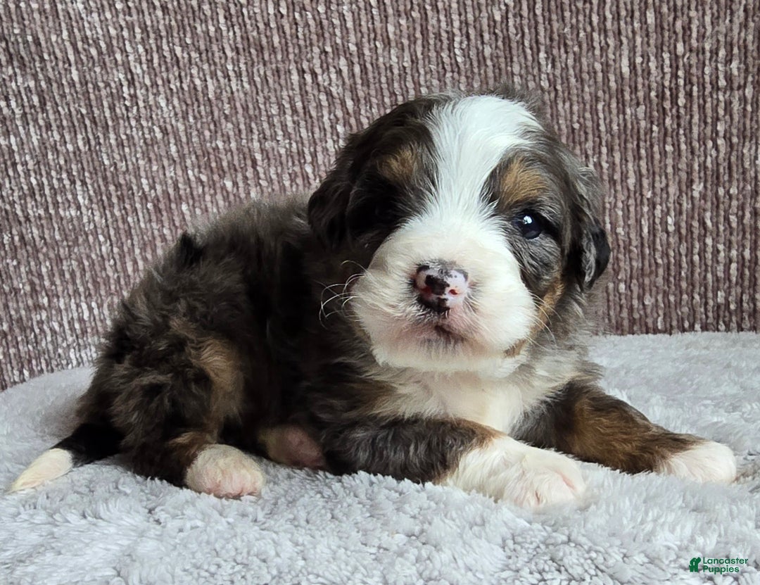 Mini Bernedoodle dogs for sale: Mini Archie - Ad 4