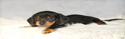 Miniature Dachshund dogs for sale: Hershey - Ad 6