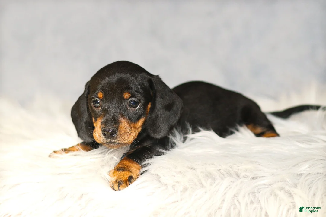 Miniature Dachshund dogs for sale: Hershey - Ad 6