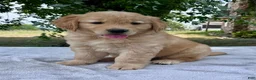 Golden Retriever dogs for sale: Duncan - Ad 3