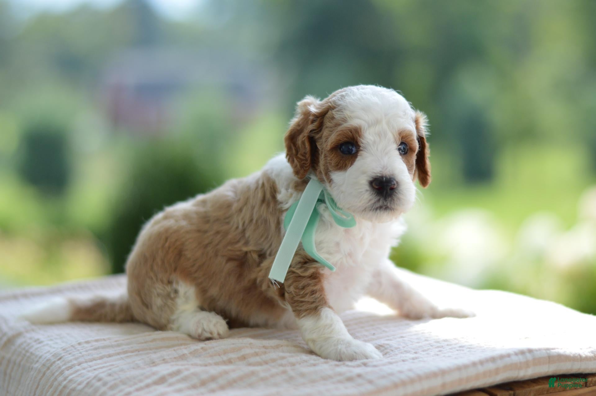 Mini Goldendoodle dogs for sale: December - Ad 2