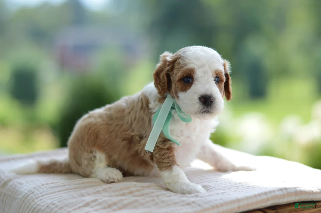 Mini Goldendoodle dogs for sale: December - Ad 1