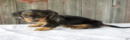 Miniature Dachshund dogs for sale: Madi - Ad 2