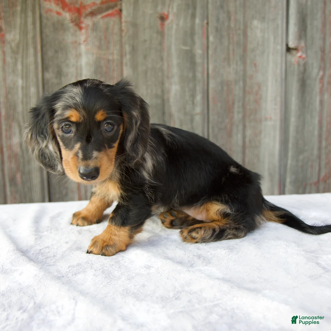 Miniature Dachshund dogs for sale: Madi - Ad 2