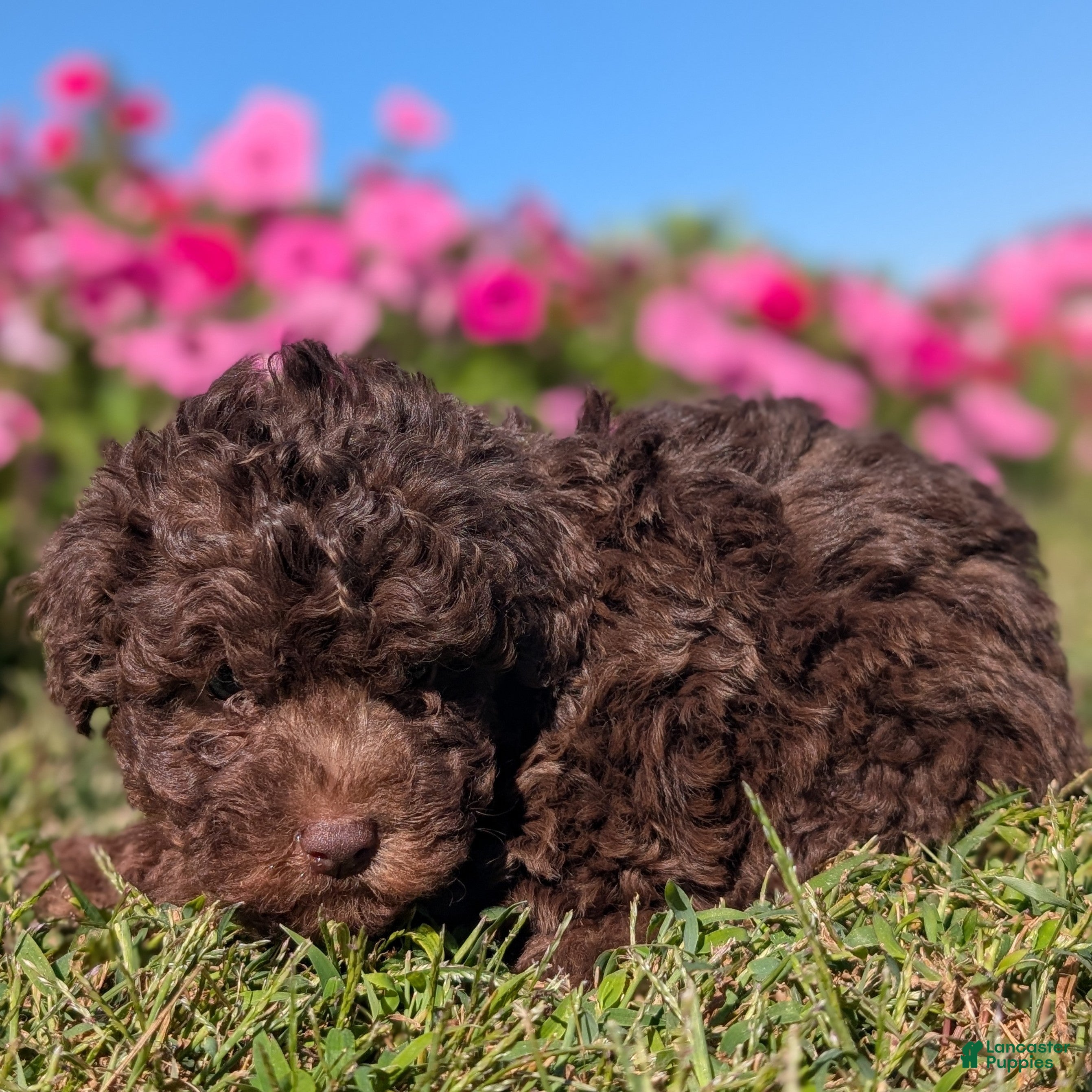 Toy Poodle (Toy Poodle, Male) in Bloomington, IN
