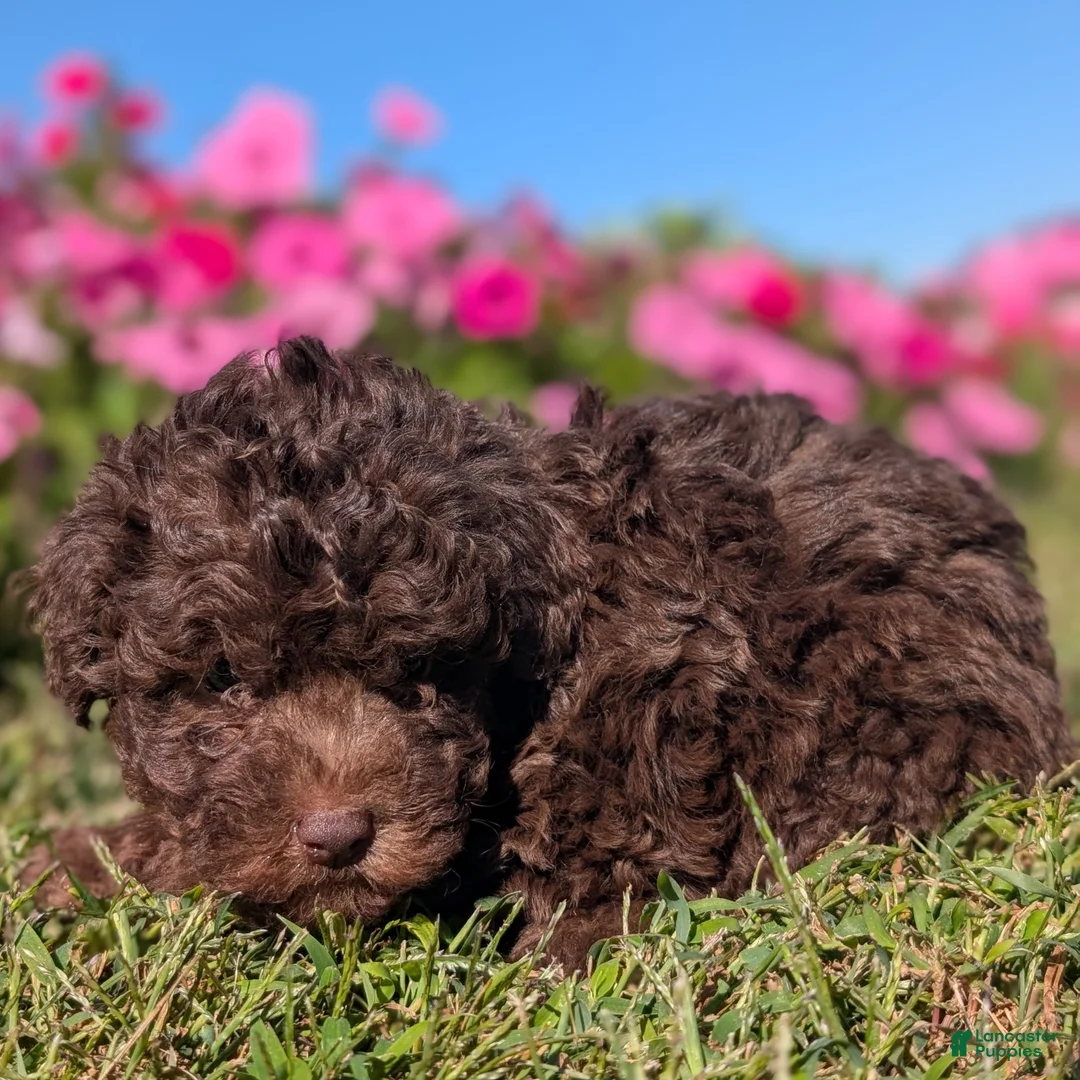 Toy Poodle dogs for sale: Kit Kat - Ad 1