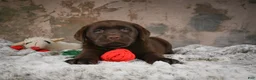 Labrador Retriever dogs for sale: Gem - Ad 5