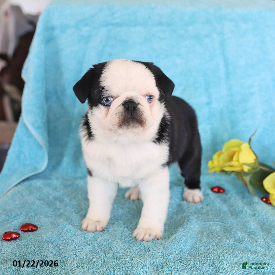 Pug dogs for sale: Mike - Ad 3