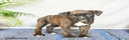 Boxer dogs for sale: Rhea - Ad 1